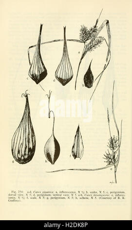 Les plantes des milieux humides et aquatiques du sud-ouest des États-Unis (page 534) Banque D'Images