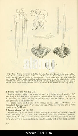 Les plantes des milieux humides et aquatiques du sud-ouest des États-Unis (page 570) Banque D'Images