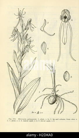 Les plantes des milieux humides et aquatiques du sud-ouest des États-Unis (page 694) Banque D'Images