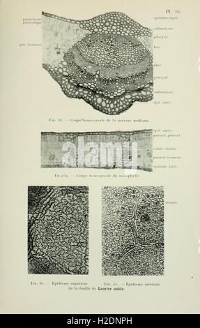 Atlas de photomicrographie des plantes médicinales (page 101) Banque D'Images