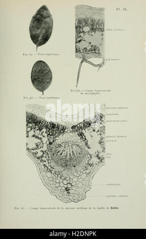 Atlas de photomicrographie des plantes médicinales (page 107) Banque D'Images