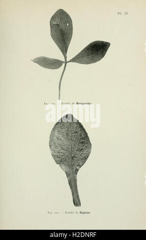 Atlas de photomicrographie des plantes médicinales (page 163) Banque D'Images