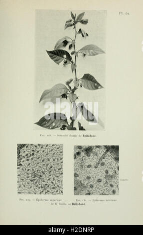 Atlas de photomicrographie des plantes médicinales (page 173) Banque D'Images