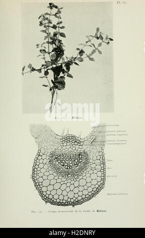 Atlas de photomicrographie des plantes médicinales (page 189) Banque D'Images