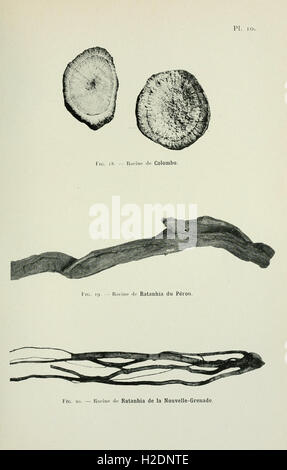 Atlas de photomicrographie des plantes médicinales (page 29) Banque D'Images