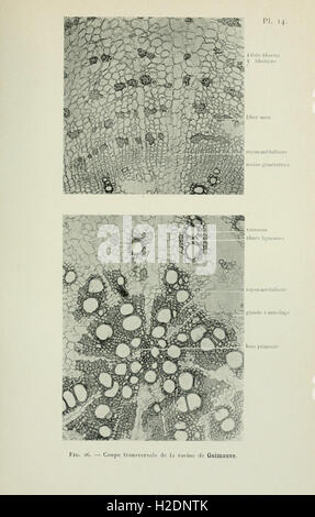 Atlas de photomicrographie des plantes médicinales (page 39) Banque D'Images