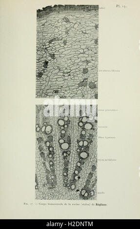 Atlas de photomicrographie des plantes médicinales (page 43) Banque D'Images