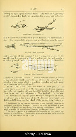 Ce dictionnaire fournit des descriptions détaillées, des classifications et des caractéristiques de diverses espèces d'oiseaux, offrant une référence complète pour les ornithologues et les amateurs d'oiseaux. Banque D'Images
