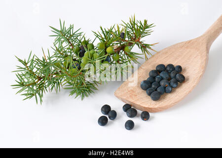 Le genévrier commun (Juniperus communis). Les baies non mûres sur une branche à côté de cuillère en bois avec des fruits mûrs. Studio photo sur un fond blanc. Banque D'Images