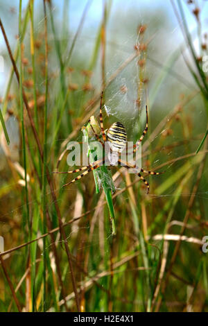 Spider Argiope bruennichi (WASP) avec les proies dans sauterelle cobweb. Allemagne Banque D'Images