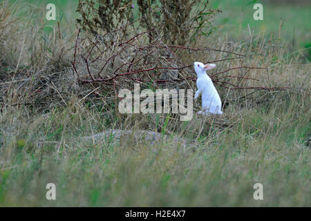 Lapin de garenne (Oryctolagus cuniculus). L'albinos sur un buisson. Allemagne Banque D'Images