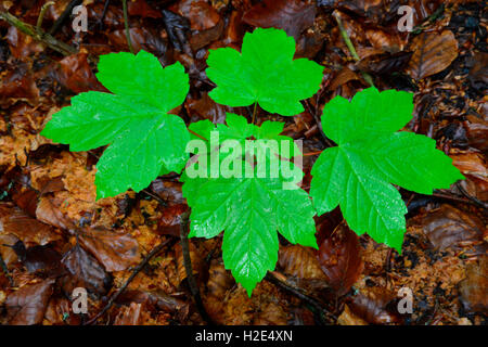 L'érable sycomore, érable sycomore (Acer pseudoplatanus), plantule. Allemagne Banque D'Images