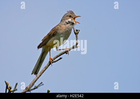 La Fauvette grisette (Sylvia communis) perché sur une branche en chantant, Allemagne Banque D'Images