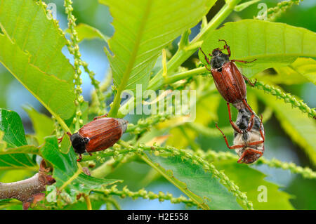 Catégorie : commune, Maybug (Melolontha melolontha). Les coccinelles mangent les feuilles d'une châtaigne. Allemagne Banque D'Images