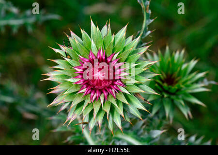 Le musc Chardon, chardon penché (Carduus nutans), bouton floral. L'Autriche Banque D'Images