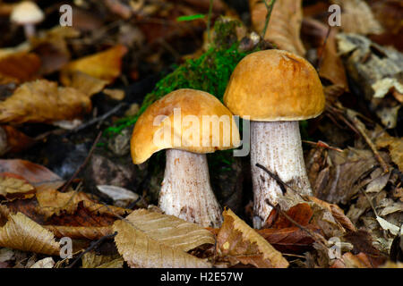 Le Leccinum pseudoscabrum Hazel (Bolet). Les jeunes champignons sur le sol de la forêt. Allemagne Banque D'Images