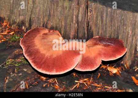 Émincé de champignon, champignon chêne rouillée (Fistulina hepatica), des organes de fructification sur le bois. Allemagne Banque D'Images