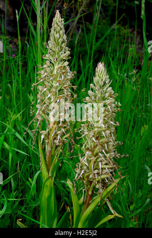 Le bouc (Himantoglossum hircinum). Deux inflorescences dans une usine. Allemagne Banque D'Images