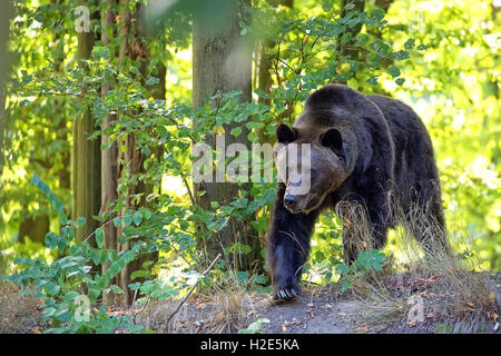 Ours brun dans la forêt Banque D'Images