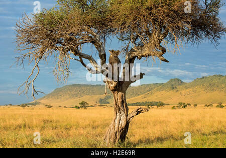 Lioness (Panthera leo), assis sur un arbre avec des sangliers, tuer, Masai Mara National park, Kenya Banque D'Images