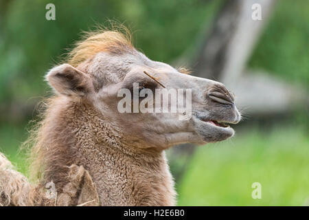 Chameau de Bactriane (Camelus ferus), juvénile, captif, portrait Banque D'Images