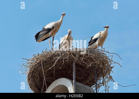 Trois Cigognes blanches (Ciconia ciconia) dans leur nid sur le toit, la rouille, le lac de Neusiedl, Burgenland, Autriche Banque D'Images