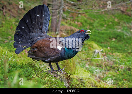 Grand Tétras (Tetrao urogallus), de la cour d'appel, Styrie, Autriche Banque D'Images
