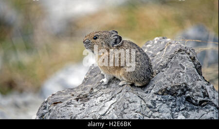 Pica d'Amérique (Ochotona princeps), à l'affût, Parc National Jasper, Rocheuses canadiennes, l'Alberta, Canada Banque D'Images