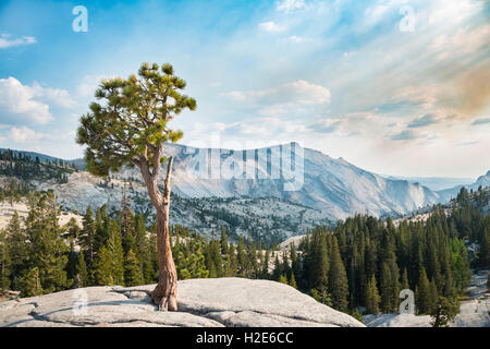 Pin (Pinus sp.) arbre sur un plateau rocheux, Olmsted Point, Yosemite National Park, California, USA Banque D'Images