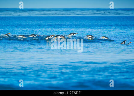 Manchots papous (Pygoscelis papua papua) natation, sea lion island, îles Falkland, l'atlantique sud Banque D'Images