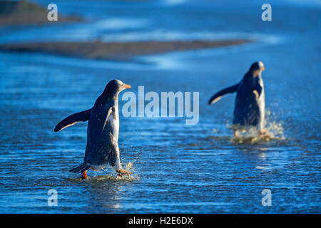 Manchots (pygocelis papouasie Papouasie) marcher dans l'eau, l'île de sea lion, îles Falkland, l'atlantique sud Banque D'Images