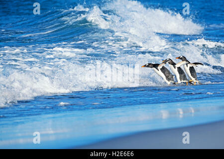 Manchots papous (Pygoscelis papua papua) sauter dans l'eau de mer, îles Falkland, l'Atlantique Sud Banque D'Images