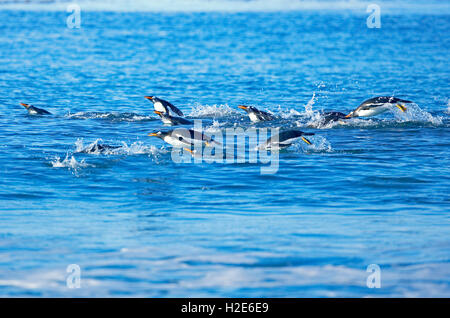 Manchots papous (Pygoscelis papua papua), colonie nageant ensemble, îles Falkland, Atlantique sud Banque D'Images