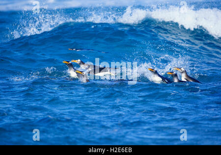 Manchots papous (Pygoscelis papua papua), colonie nageant ensemble, îles Falkland, Atlantique sud Banque D'Images