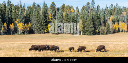 Beefalos, aussi cattalos ou hybrides, hybrides américains de North American Bison (Bison bison) et le bétail domestique (Bos taurus) Banque D'Images