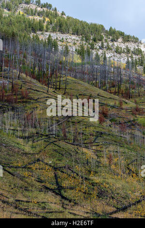 Feu de forêt, prescrit de 1993, gamme Sawback, Bow Valley Parkway, Rocheuses, Banff National Park, Alberta Province Banque D'Images