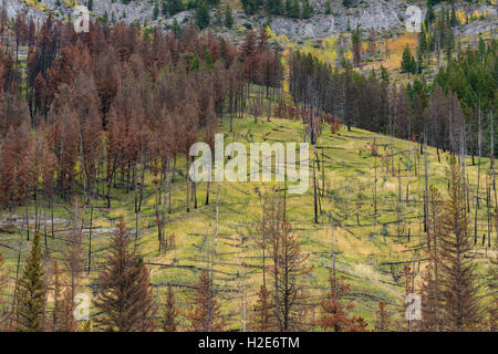 Feu de forêt, prescrit de 1993, gamme Sawback, Bow Valley Parkway, Rocheuses, Banff National Park, Alberta, Canada Banque D'Images