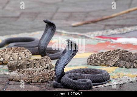 Cobras indiens (Naja naja) appartenant à charmeur de serpent, market place Jemaa el Fna, Marrakech, Maroc Banque D'Images