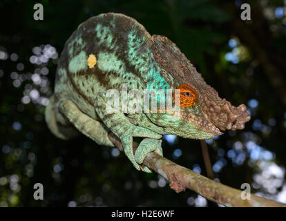 Parson's Calumma parsonii parsonii (CAMÉLÉON), l'Est de Madagascar, forêt tropicale de plaine Banque D'Images