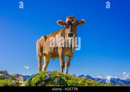 Jeunes bovins, génisses (Bos taurus), les bovins domestiques, Braunvieh Allgäu (Bos primigenius taurus) sur pré alpin Banque D'Images