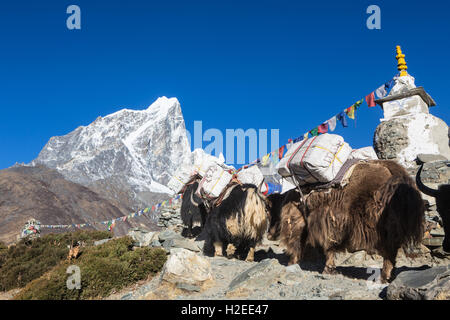 Au-dessus de la bonne exécution des yaks Dingboche (4800m) sur le chemin de l'Everest camp de base dans la région de Khumbu au Népal. La montagne dans le th Banque D'Images