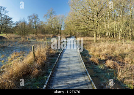 Promenade à bord de piscine congelé de roseaux et d'arbres, la réserve naturelle de la Tourbière Askham, près de York, North Yorkshire, Angleterre, Janvier Banque D'Images