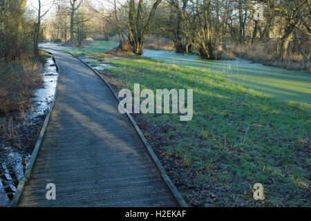 Promenade à bord de piscine congelé de roseaux et d'arbres, la réserve naturelle de la Tourbière Askham, près de York, North Yorkshire, Angleterre, Janvier Banque D'Images