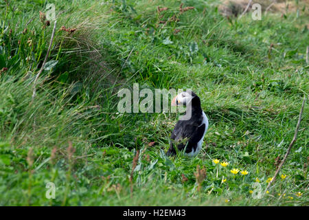 Un Macareux moine sur l'île de Staffa, célèbre pour la Grotte de Fingal et les formations de roche hexagonale qui l'entourent., Hébrides intérieures, UK Banque D'Images