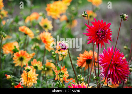 Orange et rouge dahlias dans un lit de fleurs à une pépinière de plantes bio. Banque D'Images