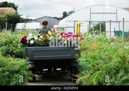 Un homme conduisant un véhicule petit jardin le long du chemin entre les parterres, chargé avec les fleurs coupées Banque D'Images