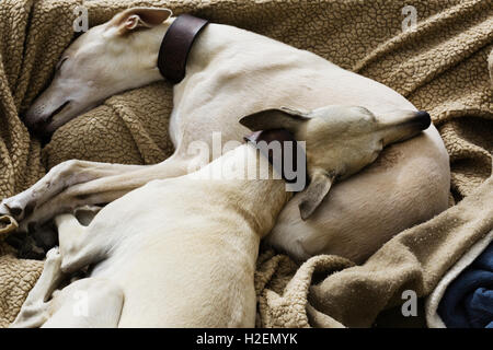 Deux chiens greyhound dormir ensemble dans un lit de chien. Banque D'Images