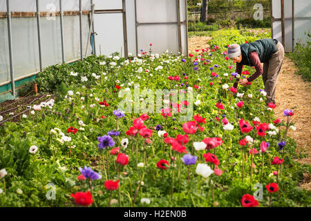 Une femme coupe cintrage et fleurs fraîches bio dans un polytunnel avec la floraison rouge, mauve et fleurs blanches. Banque D'Images