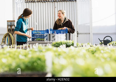 Deux personnes d'emballage et de coupe salade de légumes frais et de produits du jardin dans un polytunnel. Banque D'Images