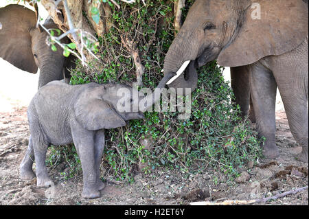 (160927) -- SAMBURU, 27 septembre 2016 (Xinhua) -- Ce fichier photo prise le 1 mars 2016 montre les éléphants à la réserve nationale de Samburu, Kenya. La population des éléphants de l'Afrique a connu la pire baisse de 25 ans, principalement en raison du braconnage au cours des 10 dernières années, selon le rapport de situation de l'Eléphant d'Afrique lancée par l'Union internationale pour la conservation de la Nature (UICN) à la 17e réunion de la Conférence des Parties à la Convention sur le commerce international des épices de faune et de flore sauvages (CITES) à Johannesburg le dimanche. Le vrai d Banque D'Images